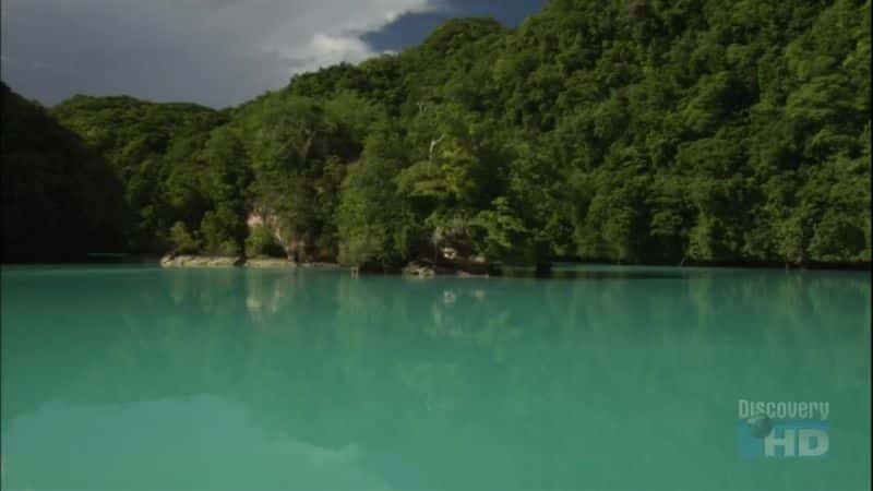 ¼Ƭʳߵã Paradise for Predators: Sharks of PalauĻ/Ļ