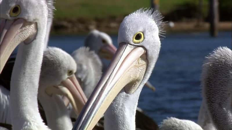 ¼Ƭ½ɶ Outback PelicansĻ/Ļ