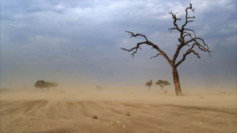 ¼Ƭɱֹʨ Return of the Giant Killers: Africa's Lion KingsĻ/Ļ