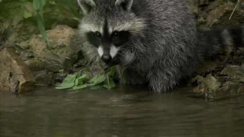 纪录片《浣熊国度 Raccoon Nation》[无字][BT][720P]资源下载