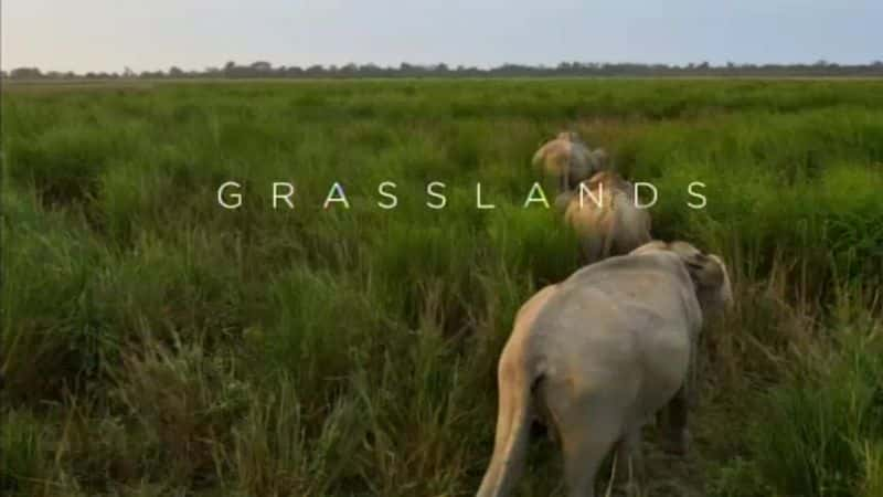 纪录片《地球脉动 II 第 5 部分：草原 Planet Earth II Part 5: Grasslands》[无字] [BT][DVD画质]资源下载