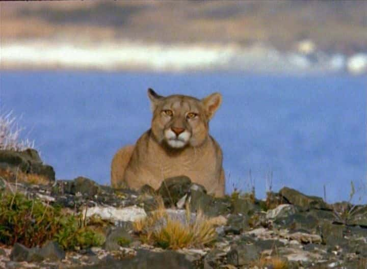 ¼Ƭʨ˹ɽʨ Puma: Lion of the AndesĻ/Ļ