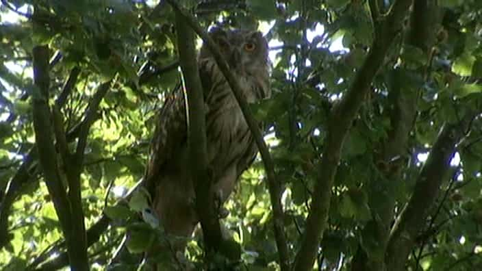 纪录片《雕鸮归来 Return of the Eagle Owl》[无字][BT][720P]资源下载