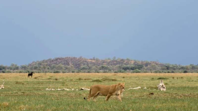 ¼Ƭɱֹʨ Return of the Giant Killers: Africa's Lion KingsĻ/Ļ