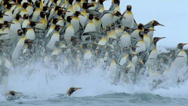 ¼Ƭϼ죨BBC Penguins of the Antarctic (BBC)ȫ1-Ļ/Ļ