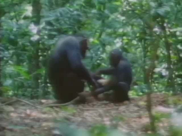 ¼Ƭ̩ɽɭĳԼĺ The Nut-cracking chimpanzees of Tai ForestĻ/Ļ