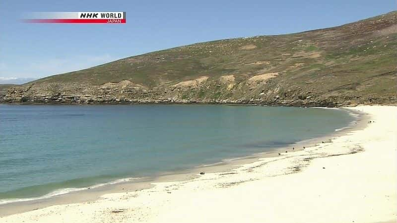 ¼Ƭ쵺Ⱥ Penguin Island: The Falklandsȫ1-Ļ/Ļ