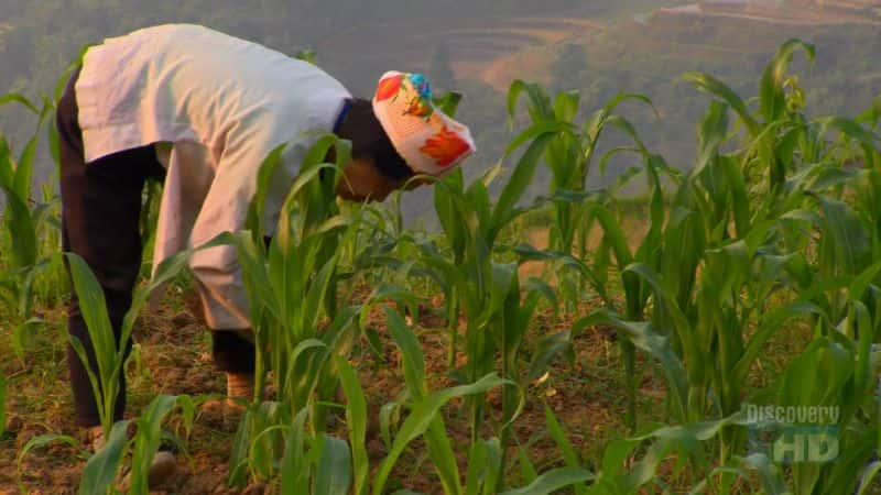 ¼Ƭƽ PingAn Rice PaddiesĻ/Ļ