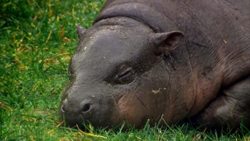 ¼Ƭ٪ǳܵ (BBC) The Pygmy Hippo: A Very Secret Life (BBC)1080P-Ļ/Ļ