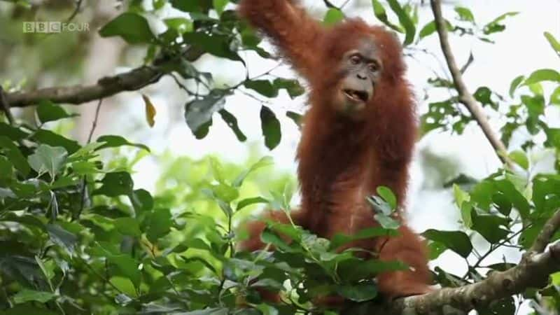 纪录片《失落雨林的难民 Refugees of the Lost Rainforest》[无字][BT][720P]资源下载