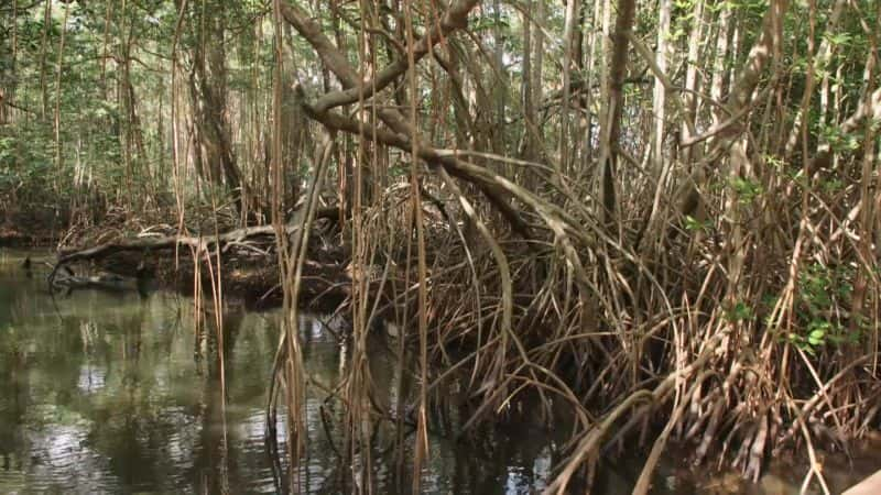 纪录片《巴拿马的动物高速公路 1080p Panama's Animal Highway 1080p》[无字][BT][1080P]资源下载