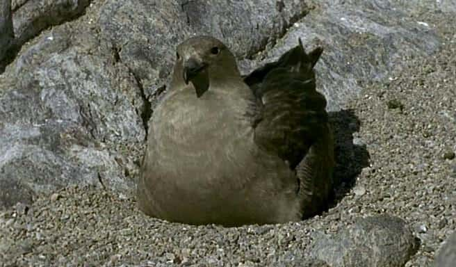 ¼Ƭǰϼ Once upon a Time in AntarcticaĻ/Ļ