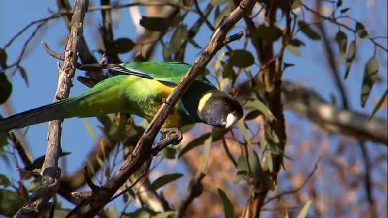 ¼Ƭ On a Wing and a Prayer1080P-Ļ/Ļ