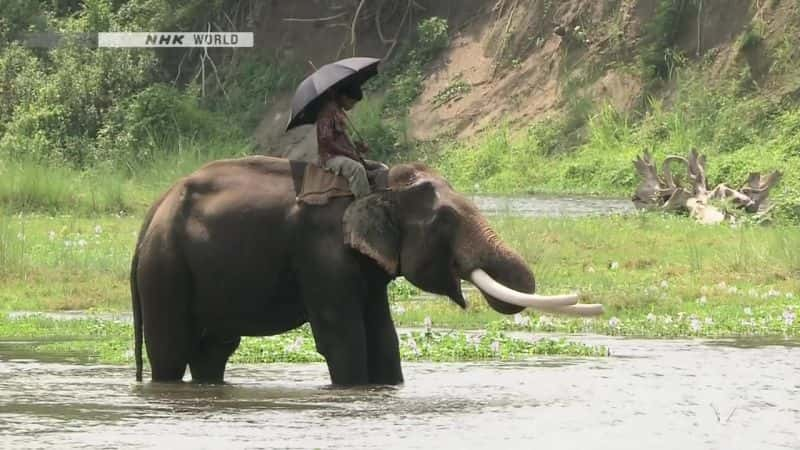 纪录片《巨人归来：印度犀牛 Return of the Giants: The Indian Rhinoceros》[无字][BT][1080P]资源下载