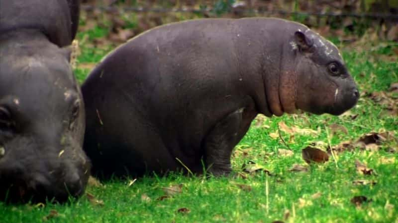 纪录片《侏儒河马：非常秘密的生活 The Pygmy Hippo: A Very Secret Life》[无字][BT][720P]资源下载