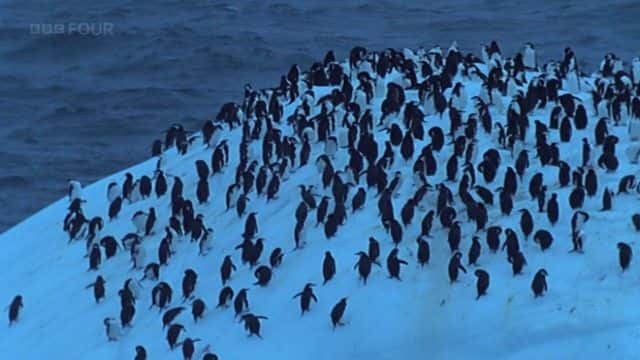 ¼Ƭϼ죨BBC Penguins of the Antarctic (BBC)ȫ1-Ļ/Ļ