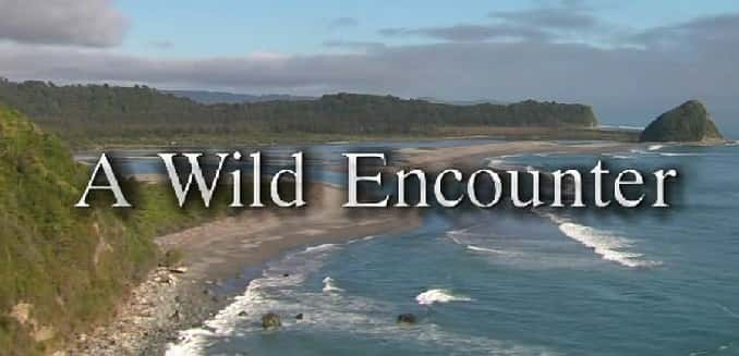 ¼ƬҰ New Zealand - A Wild EncounterĻ/Ļ