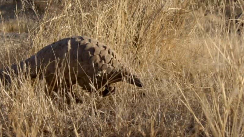 纪录片《穿山甲：世界上最想要的动物（BBC） Pangolins: The World's Most Wanted Animal (BBC)》[无字][BT][720P]资源下载