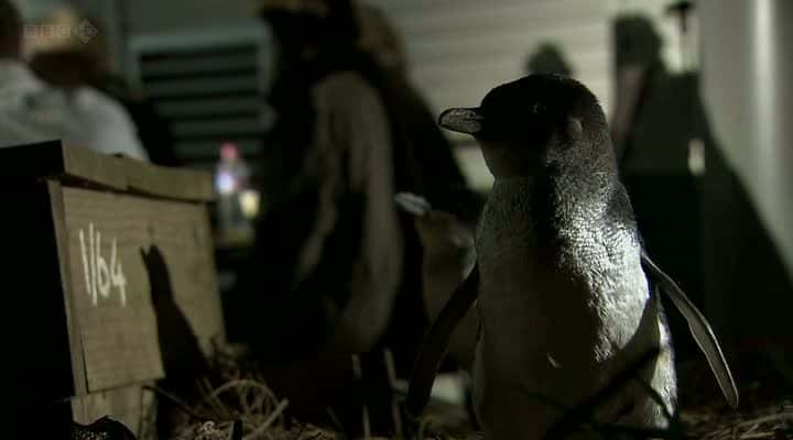 ¼Ƭ쵺 Penguin IslandĻ/Ļ