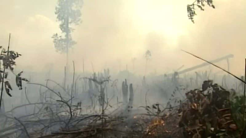 纪录片《失落雨林的难民 (BBC) Refugees of the Lost Rainforest (BBC)》[无字] [BT][DVD画质]资源下载