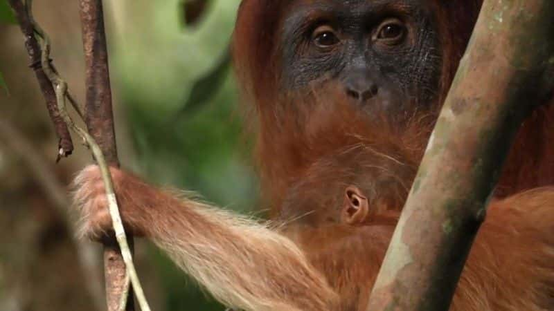 纪录片《失落雨林的难民 (BBC) Refugees of the Lost Rainforest (BBC)》[无字] [BT][DVD画质]资源下载