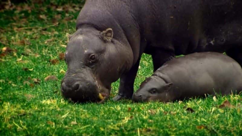 ¼Ƭ٪ǳܵ (BBC) The Pygmy Hippo: A Very Secret Life (BBC)1080P-Ļ/Ļ