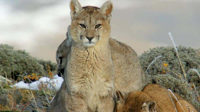 ¼Ƭʨɽ Pumas: Legends of the Ice Mountains1080Pȫ1-Ļ/Ļ