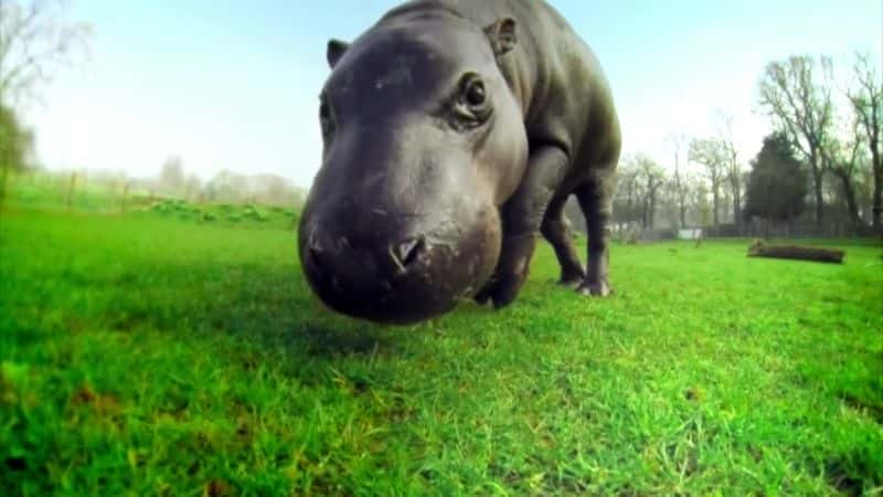 纪录片《侏儒河马：非常秘密的生活 The Pygmy Hippo: A Very Secret Life》[无字][BT][720P]资源下载