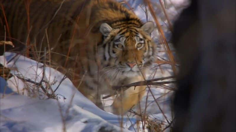 ¼Ƭѩж (BBC) Operation Snow Tiger (BBC)1080P-Ļ/Ļ