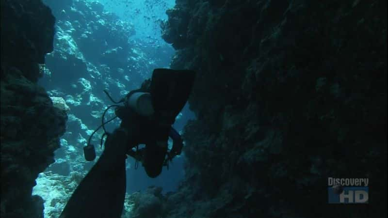 ¼Ƭʳߵã Paradise for Predators: Sharks of PalauĻ/Ļ