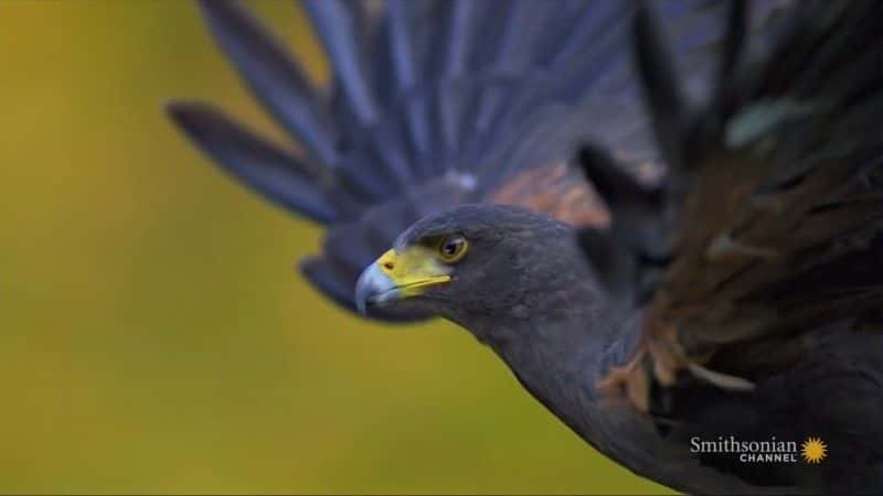 纪录片《巴拿马的动物高速公路 Panama's Animal Highway》[无字][BT][1080P]资源下载