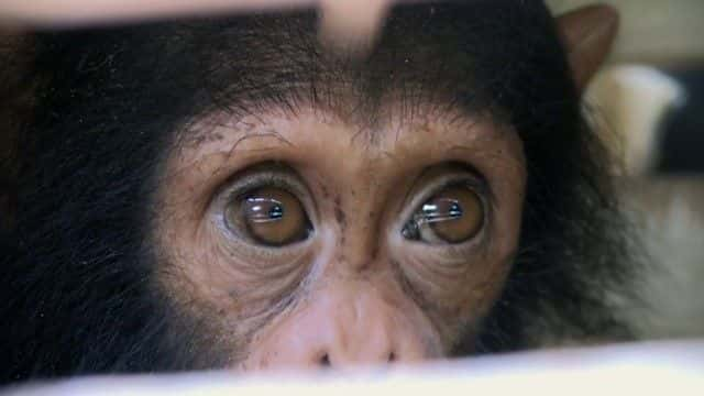 ¼ƬȵĸչرĿ Rescued Chimpanzees of the Congo Special1080Pȫ1-Ļ/Ļ