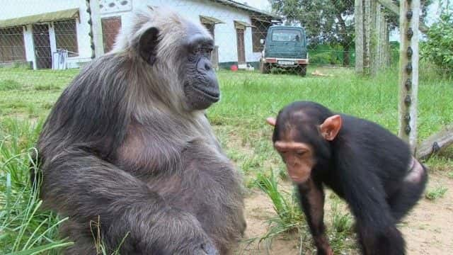 ¼ƬȵĸչرĿ Rescued Chimpanzees of the Congo Special1080Pȫ1-Ļ/Ļ