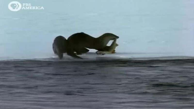 ¼Ƭʯˮ̡ Otters Of YellowstoneĻ/Ļ