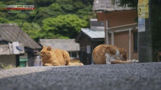 ¼ƬèҺ Raising a Family on Cat Island1080Pȫ1-Ļ/Ļ