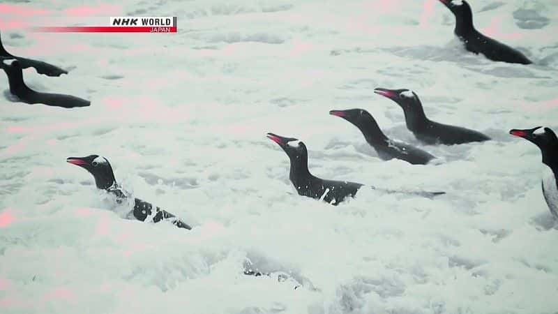 ¼Ƭ쵺Ⱥ Penguin Island: The Falklandsȫ1-Ļ/Ļ