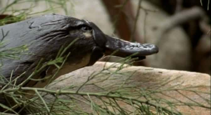 ¼ƬѼޣֵĶ Platypus, World's Strangest AnimalĻ/Ļ