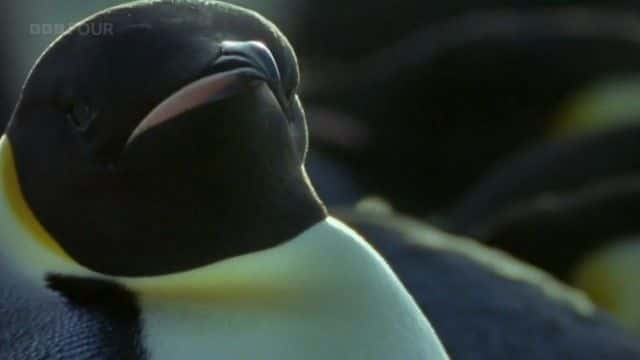 ¼Ƭϼ죨BBC Penguins of the Antarctic (BBC)ȫ1-Ļ/Ļ