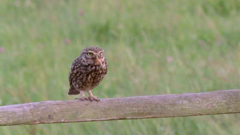 ¼Ƭèͷӥ͹԰ The Owls and the Orchardȫ1-Ļ/Ļ