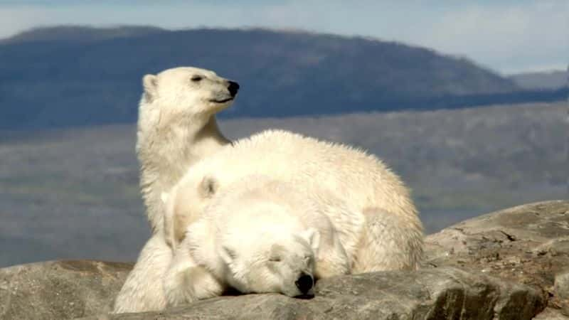 纪录片《北极熊：夏日奥德赛 Polar Bears: A Summer Odyssey》[无字][BT][DVD]资源下载