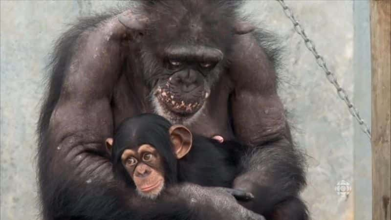 ¼Ƭɵıܷ Safe Haven for ChimpsĻ/Ļ