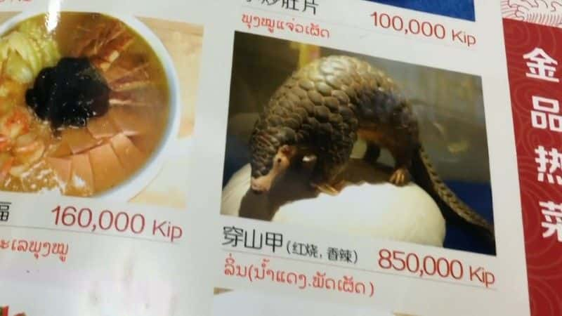 纪录片《穿山甲：世界上最想要的动物（BBC） Pangolins: The World's Most Wanted Animal (BBC)》[无字][BT][720P]资源下载