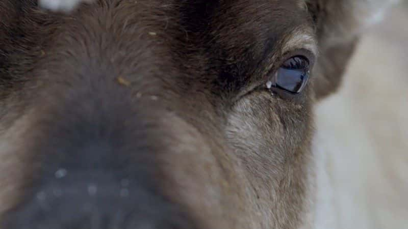 ¼ƬҺѱ¹ Reindeer Family and Me1080P-Ļ/Ļ