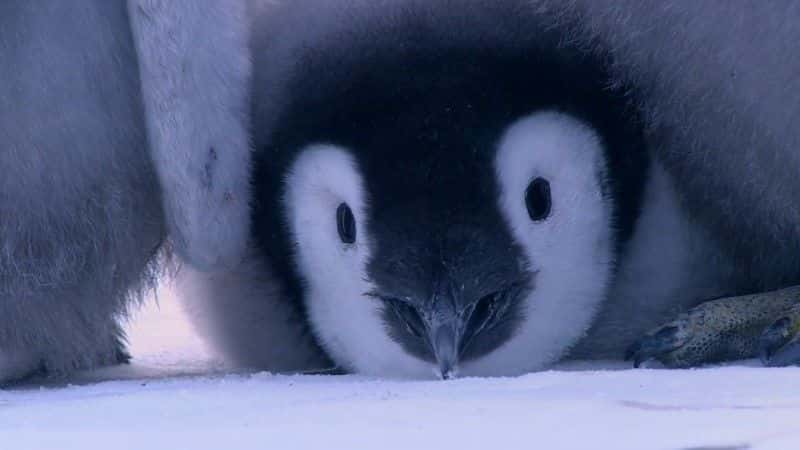 ¼Ƭ죺һļ (BBC) Penguins: Spy in the Huddle (BBC)1080Pȫ1-Ļ/Ļ