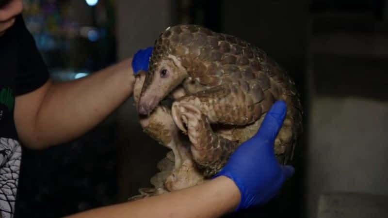 纪录片《穿山甲：世界上最想要的动物（BBC） Pangolins: The World's Most Wanted Animal (BBC)》[无字][BT][720P]资源下载