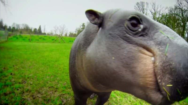 ¼Ƭ٪ǳܵ (BBC) The Pygmy Hippo: A Very Secret Life (BBC)1080P-Ļ/Ļ