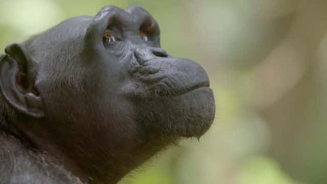 ¼ƬȵĸչرĿ Rescued Chimpanzees of the Congo Special1080Pȫ1-Ļ/Ļ