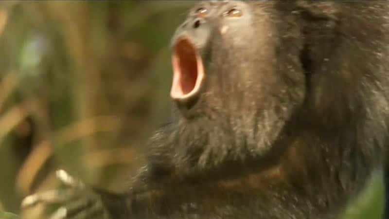 纪录片《地球上真正的猿类 The Real Apes of the Planet》[无字][BT][720P]资源下载