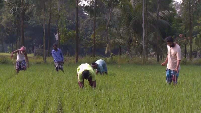 ¼ƬףǵʳƷȫ Rice: How Safe is Our Food?Ļ/Ļ