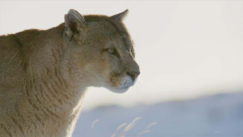 ¼Ƭʨɽ Pumas: Legends of the Ice Mountains1080Pȫ1-Ļ/Ļ